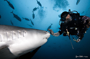 'Stop!"  Johna politely asks this tiger shark to stop for... by Sam Cahir 